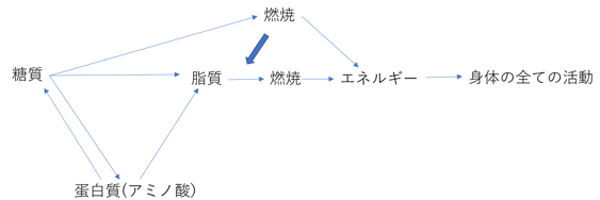 高蛋白質ダイエット